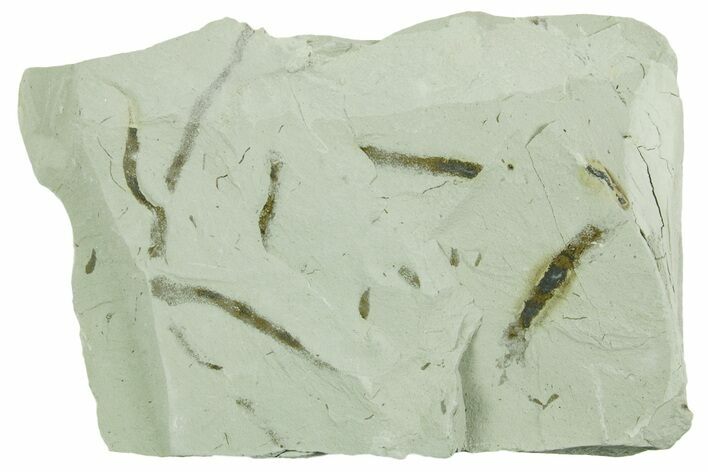 Plate of Silurian Fossil Algae (Kalania) Fossils - Estonia #369727